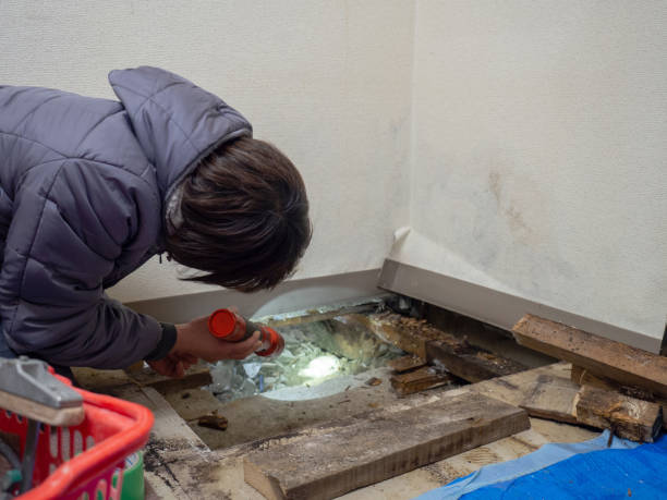 Best Mold Documentation for Insurance Claims  in Lynchburg, TN