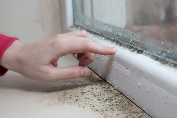 Best Post-Construction Mold Inspection  in Lynchburg, TN