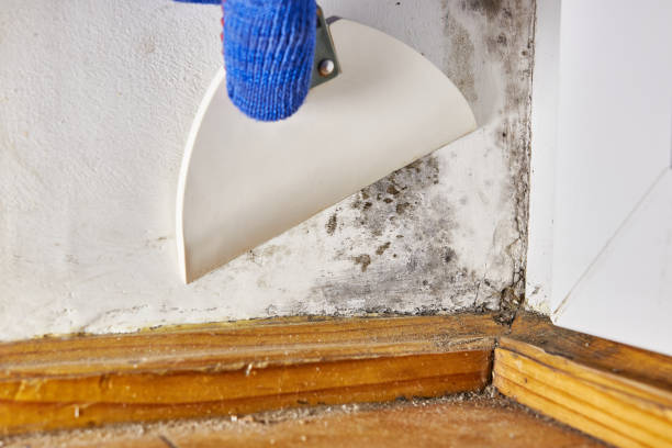 Best Black Mold Removal  in Lynchburg, TN