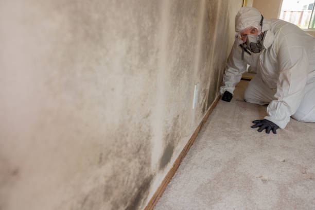 Best Asbestos and Lead Testing During Mold Inspection  in Lynchburg, TN